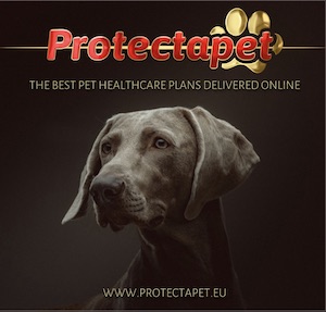 Chocolate coloured Weimaraner advertising the best pet healthcare plans delivered on line in Spain.